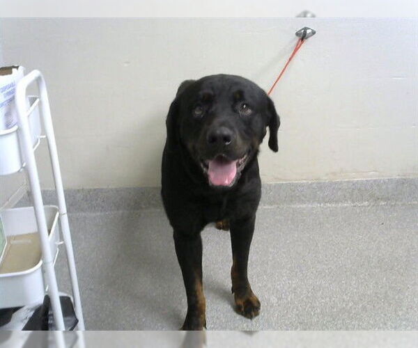 Medium Photo #1 Rottweiler-Unknown Mix Puppy For Sale in Pasadena, TX, USA