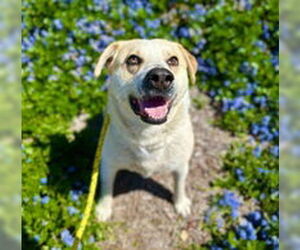 Labrador Retriever Dogs for adoption in Salinas, CA, USA