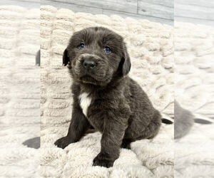 Newfoundland Puppy for sale in VANCOUVER, WA, USA