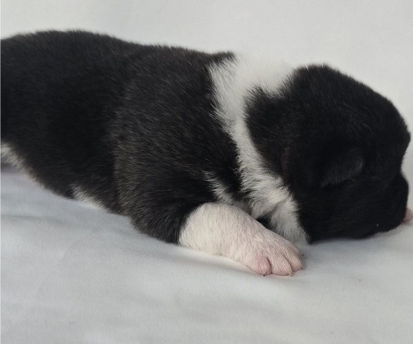 Medium Photo #5 Akita Puppy For Sale in STRAFFORD, MO, USA