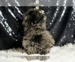 Small Photo #52 Poodle (Miniature) Puppy For Sale in WARSAW, IN, USA