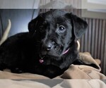 Small Photo #14 Labrador Retriever Puppy For Sale in STROUD, OK, USA