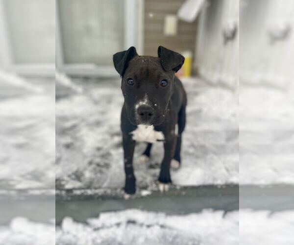 Medium Photo #12 American Staffordshire Terrier-Unknown Mix Puppy For Sale in Brewster, NY, USA