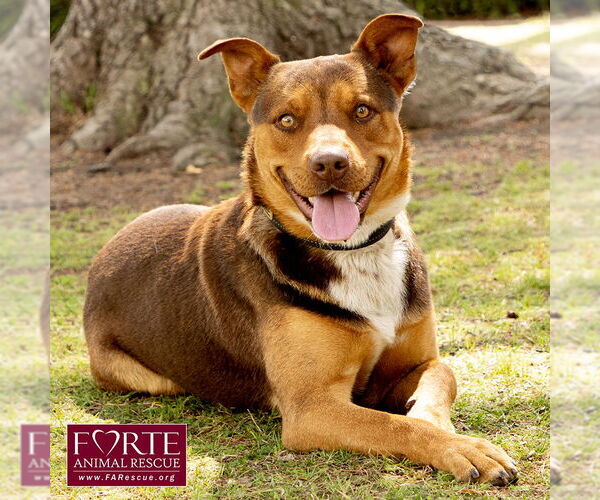 Medium Photo #2 Australian Kelpie-Huskies  Mix Puppy For Sale in Marina del Rey, CA, USA