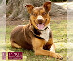 Small #1 Australian Kelpie-Huskies  Mix