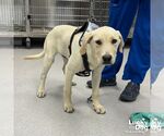 Small #1 Labrador Retriever-Retriever  Mix