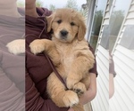 Small Photo #10 Golden Retriever Puppy For Sale in SAUK RAPIDS, MN, USA