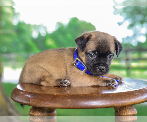 Medium Photo #3 Jug Puppy For Sale in LIBERTY, KY, USA