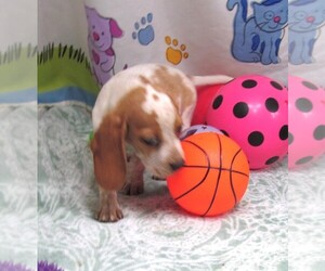 Beagle Puppy for sale in RATTAN, OK, USA