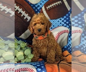 Goldendoodle (Miniature) Puppy for sale in CHRISTIANA, PA, USA