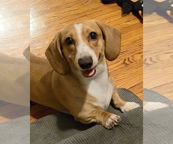 Medium Photo #1 Dachshund Puppy For Sale in WOODSIDE, NY, USA