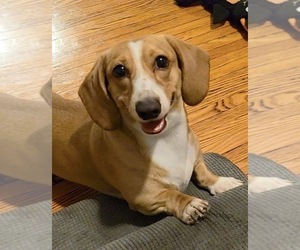 Father of the Dachshund puppies born on 03/06/2026