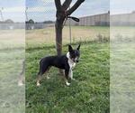 Small #1 Boxer-Staffordshire Bull Terrier Mix