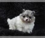 Small #6 Pomeranian