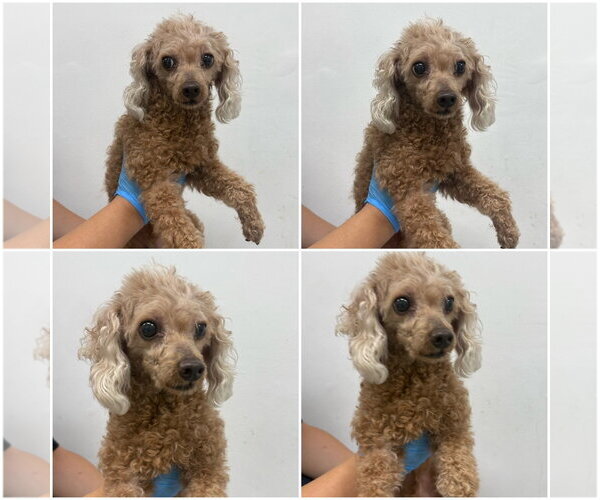 Medium Photo #1 Poodle (Miniature) Puppy For Sale in Agoura Hills, CA, USA