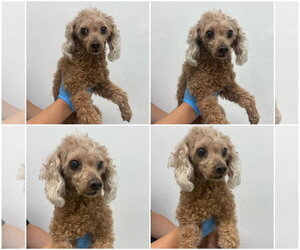 Poodle (Miniature) Dogs for adoption in Agoura Hills, CA, USA