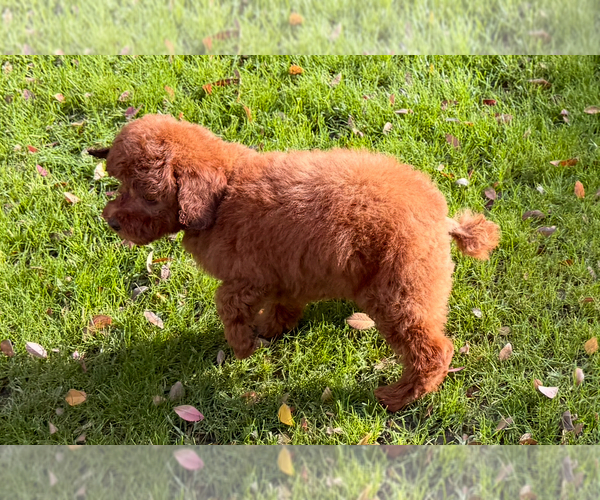 Medium Photo #2 Poodle (Toy) Puppy For Sale in REDLANDS, CA, USA