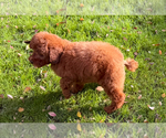 Small #1 Poodle (Toy)