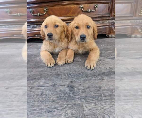 Medium Photo #14 Golden Retriever Puppy For Sale in CITRUS HEIGHTS, CA, USA