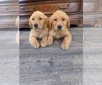 Small #13 Golden Retriever
