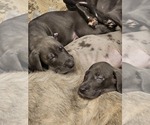 Small #2 Irish Dane