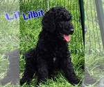 Small Photo #11 Goldendoodle Puppy For Sale in KANSAS CITY, MO, USA