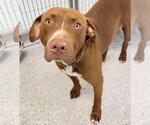 Small #1 American Pit Bull Terrier