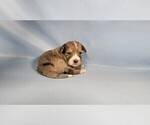 Small Photo #88 Bernedoodle (Miniature) Puppy For Sale in BLACK FOREST, CO, USA