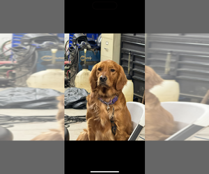 Mother of the Goldendoodle puppies born on 02/17/2026