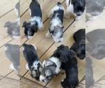 Small #5 Schnauzer (Miniature)