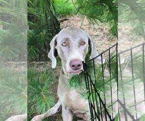 Mother of the Weimaraner puppies born on 05/19/2019