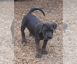 American Bully Puppy for sale in COTTAGEVILLE, SC, USA