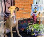 Small #7 American Staffordshire Terrier Mix