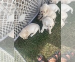 Small Photo #1 Labrador Retriever Puppy For Sale in CHURCH HILL, TN, USA