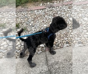 Poodle (Miniature) Puppy for sale in KANNAPOLIS, NC, USA