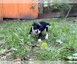 Small #2 French Bulldog Mix