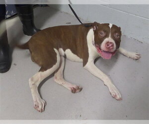 Boxer-Unknown Mix Dogs for adoption in Augusta, GA, USA