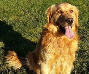 Father of the Golden Retriever puppies born on 05/15/2019