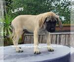 Small #4 Mastiff