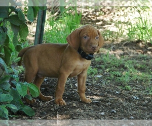 Vizsla Puppy for Sale in AMORITA, Oklahoma USA