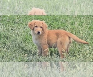 Golden Retriever Puppy for sale in RIGA, MI, USA