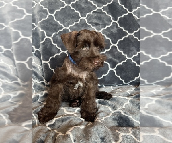 Medium Photo #35 Schnauzer (Miniature) Puppy For Sale in ROY, WA, USA