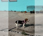 Small #3 Beagle