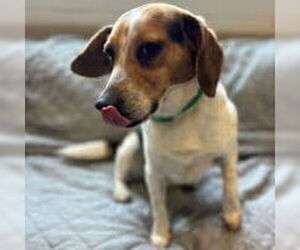 Beagle Dogs for adoption in Stratham, NH, USA