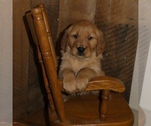 Medium Golden Retriever