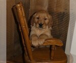 Puppy Mocha Golden Retriever