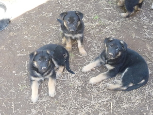 German Shepherd Dog Puppy for sale in CAMINO, CA, USA