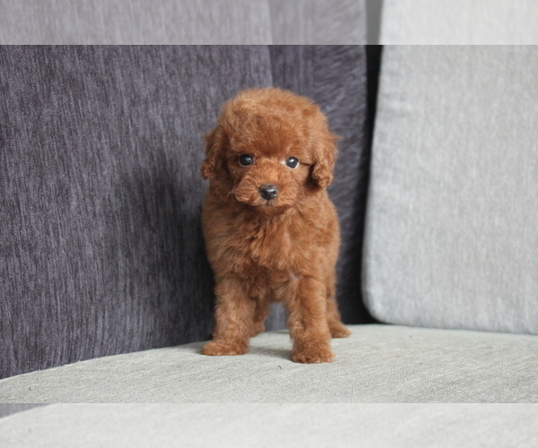Medium Photo #3 Poodle (Toy) Puppy For Sale in CHICAGO, IL, USA