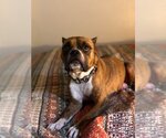 Small Photo #12 Boxer Puppy For Sale in  Katy, TX, USA