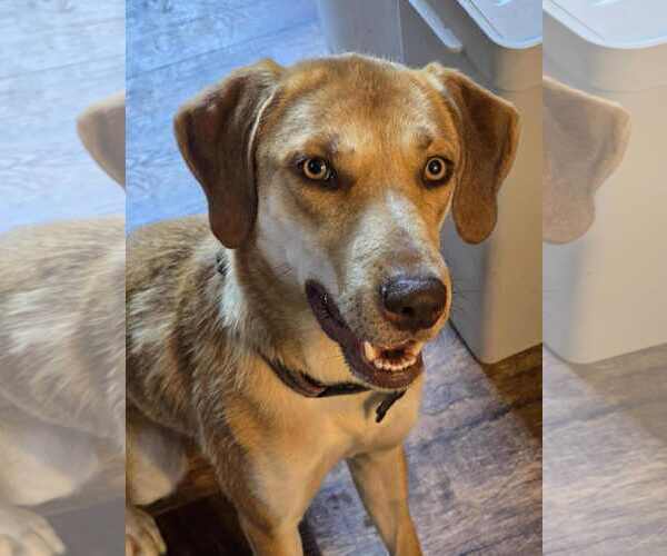 Medium Photo #14 Labrador Retriever-Redbone Coonhound Mix Puppy For Sale in Middlesex, VT, USA